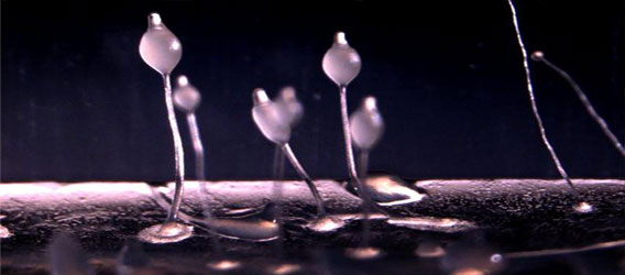 したたかな裏切り者が生きのびる驚異の粘菌世界（英研究）