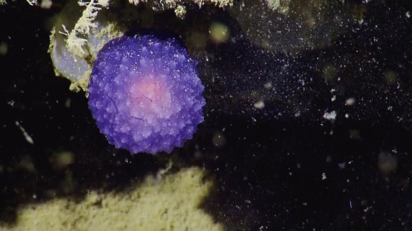 何この紫色のでかいコンペイトウみたいやつ。カリフォルニアの海底で謎の有機球体が発見される（アメリカ）