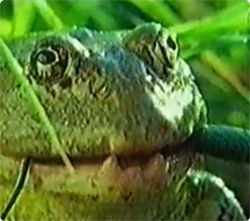 ウシガエル、楽勝にヘビを食べる