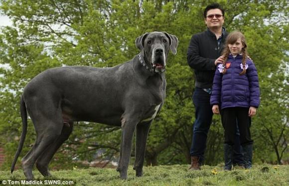 犬だけど体重98キロ！イギリスで一番重いかもしれない疑惑のあるグレートデーンのバルサザール氏