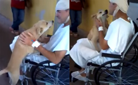 病気で入院したホームレス男性の最愛の愛犬、病院の前で8日間動かず。根負けした病院スタッフが飼い主に会うことを許可（ブラジル）