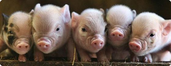 動物は環境に応じて感情が変化することが豚の研究で明らかに（英研究）