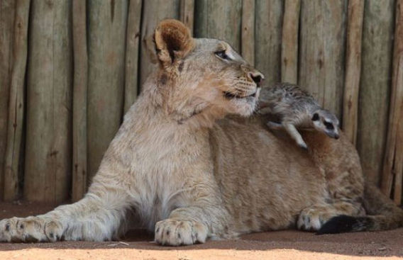 best_buddies_lion_640_04