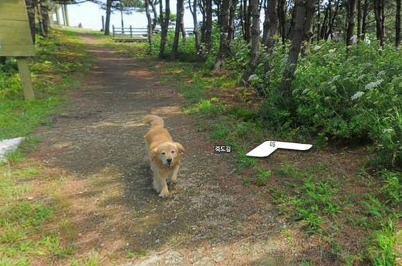 ほのぼのビュー。ひたすらストリートビューに写り続ける犬のいる風景