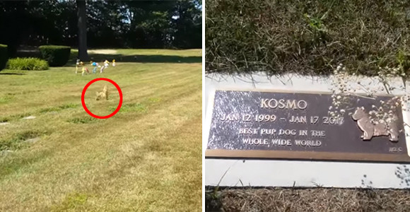 ペットの墓地で犬が墓の上に現れた？その驚きの姿を撮影した写真。