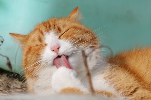 猫の舌がザラザラしている理由。体をきれいにする理由以外にも体温調節効果があることが判明（米研究）