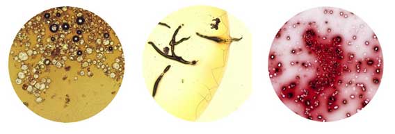 世界で最も良く飲まれる5つの飲み物を顕微鏡で撮影した「飲み物の指紋」