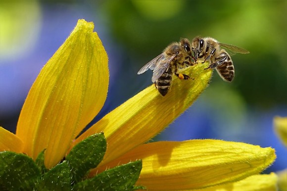 親はオス2匹。母親のいないミツバチが発見される。ハチの雌雄モザイクの不思議（オーストラリア研究）