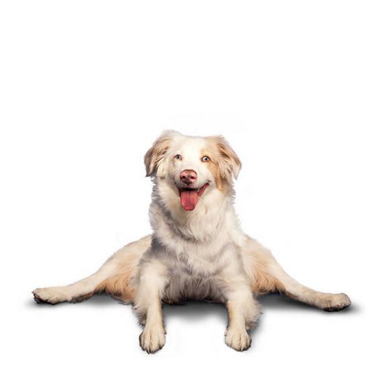 yoga-dogs7