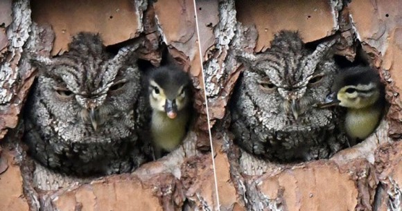 フクロウ母さんとカモのヒナ赤ちゃんが、本物の親子のように仲良く1つの巣箱に！いったい何が起きている？（アメリカ）