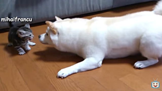 dognbabyanimals3