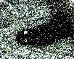 新種？YOUTUBEに投稿さた黒いモフモフなワーム状の生物