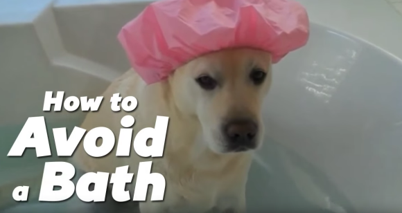 お風呂ギライなペットたち、なんとかお風呂を回避しようとする8つの方法