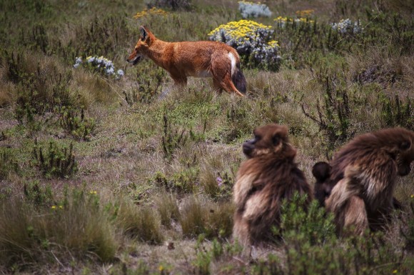 サルがオオカミを飼い慣らす日も近い？野生のオオカミを手懐けたゲラダヒヒの群れが観察される（エチオピア）