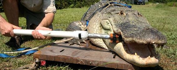 ワニの噛む力は地球最強？ティラノサウルスに匹敵する可能性（米研究）