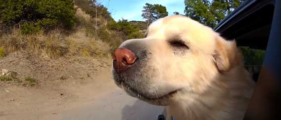 ドライブ大好き！車に乗って風をあびることが大好きな犬たちの高画質映像