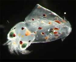 小型でも高性能、プルプルゼリーみたいなカリフォルニアヤリイカの赤ちゃんがプシュン！と潮を噴く映像