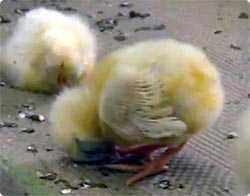 食パンの上で立ったまま寝てしまうヒヨコがかわいい！！
