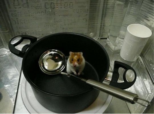 animals_77_28