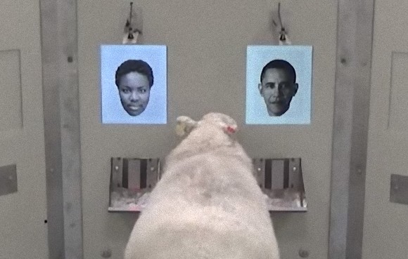 羊は人の顔を識別できる。顔写真を使った実験で判明（英研究）