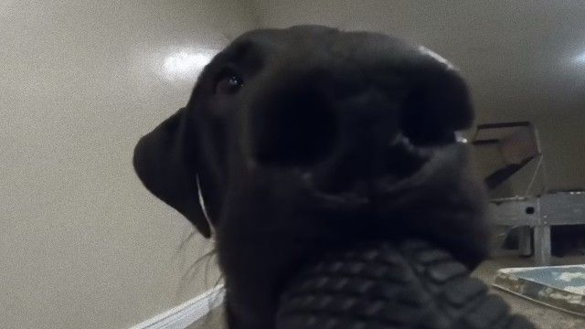 飼い犬にGoProを盗まれた。こうなった。臨場感たっぷりの動画が撮れたよ