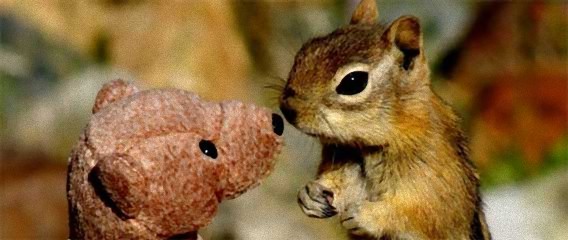 クマさんに出会ってとろけるシマリス