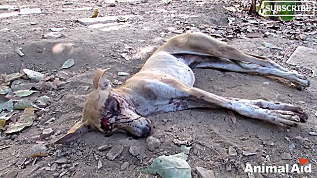 amazingrecovery1