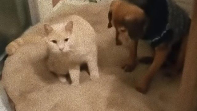 「疲れたね、ちょっとお昼寝しようか」盲目の犬をいたわる心優しい猫のベッドタイム