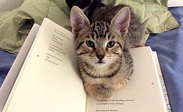 cats-vs-reading3_ea