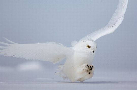 national_geographic_03