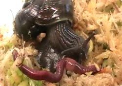 ヌメヌメ対決、カタツムリが一瞬にしてミミズを捕食する高画質映像