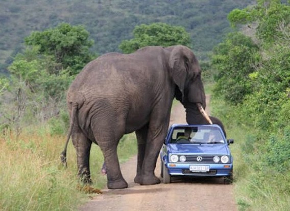 only_in_africa_40