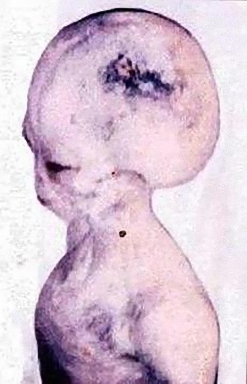 alien-31_e