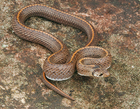 090928-05-mekong-snake_big