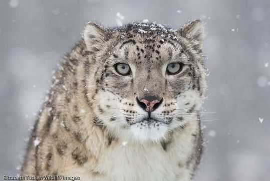 snow-leopard-2