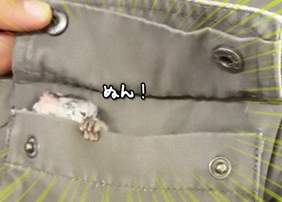 なんかちっこいのでてきた！ポケットの中に潜んでいたガラゴの赤ちゃんがデカ目かわいい！