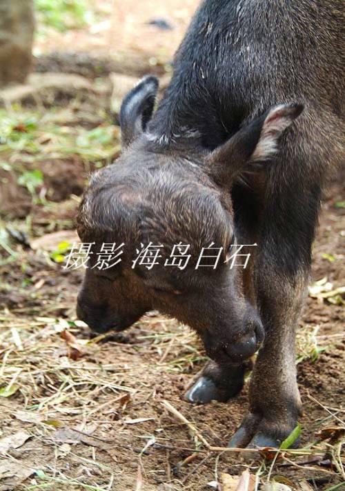 calf-007