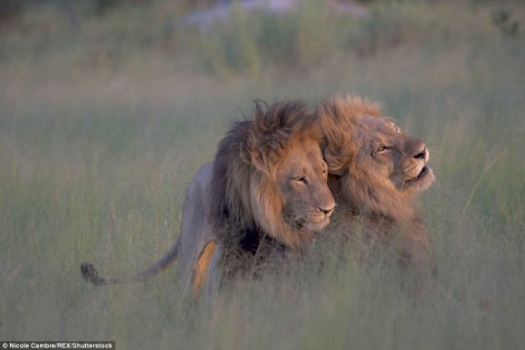メスには目もくれず。オス同士で愛し合うライオンたちの姿が目撃される（ボツワナ）※追記アリ