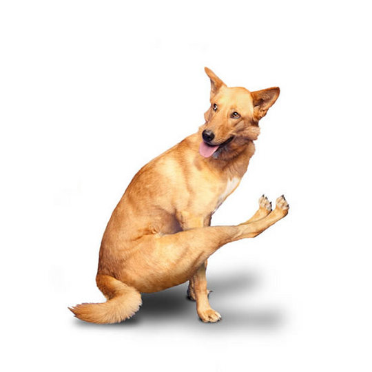 yoga-dogs14