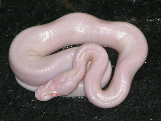 albino-27