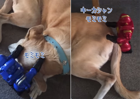 ロボットが2台体制で犬を超絶接待中。丹念に体をもみほぐすマッサージタイム