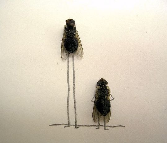 dead_flies_14