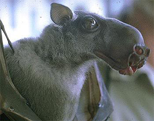 HYPSIGNATHUSMONSTROSUS