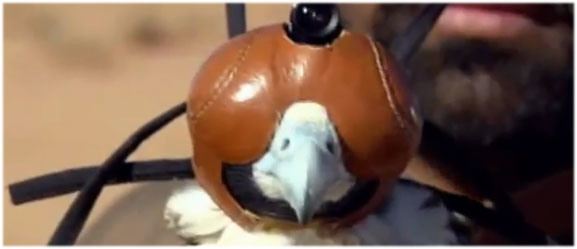 ハヤブサトランス！ハヤブサの狩りを一人称視点で撮影したダイナミック映像