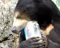 クマの舌って予想以上に長かった！