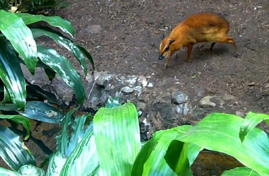 mouse_deer_05