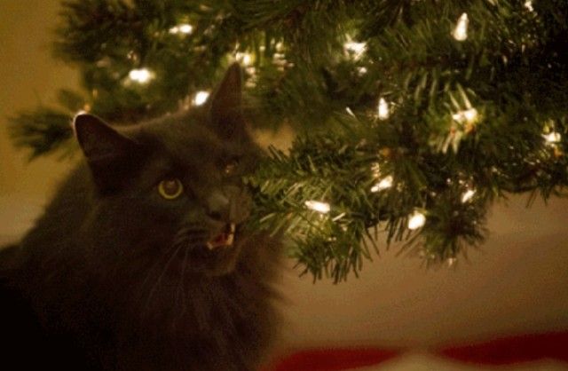 またしてもあの季節がやってくる！クリスマスツリーを狙う破壊神、その名は猫なり
