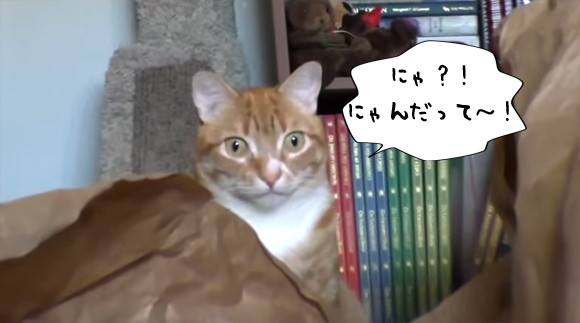 にゃんですと～！アメリカの猫も驚く日本の猫貯金箱