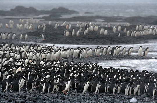 penguins_06