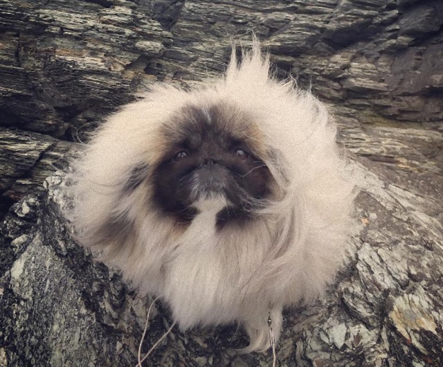チューバッカを小型にして毛を増量した感のあるフサかわいい犬「ワンタンスープ」